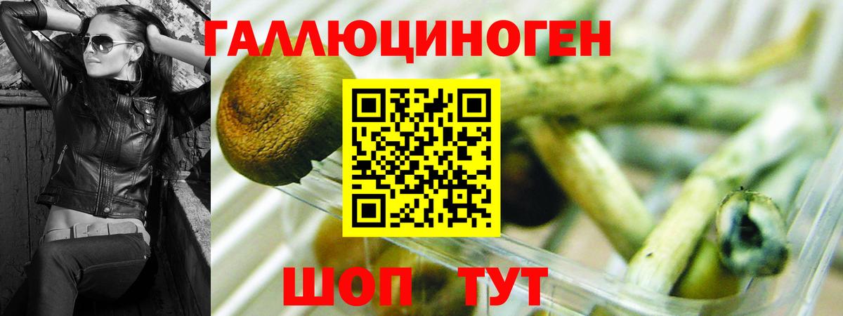 Псилоцибиновые грибы Psilocybe Чапаевск